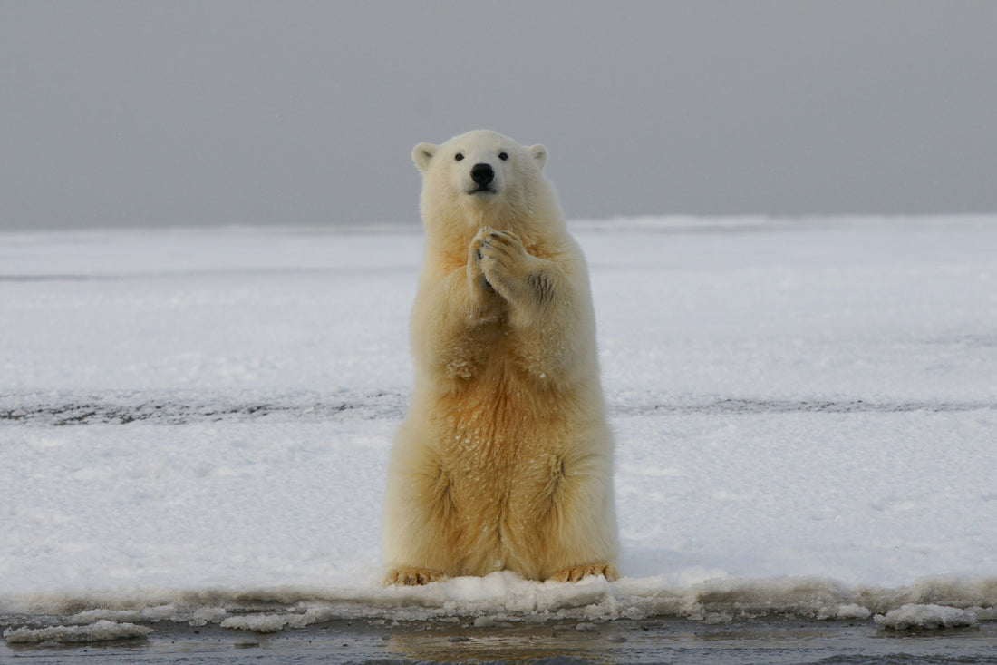 Giornata Mondiale dell'Orso Polare