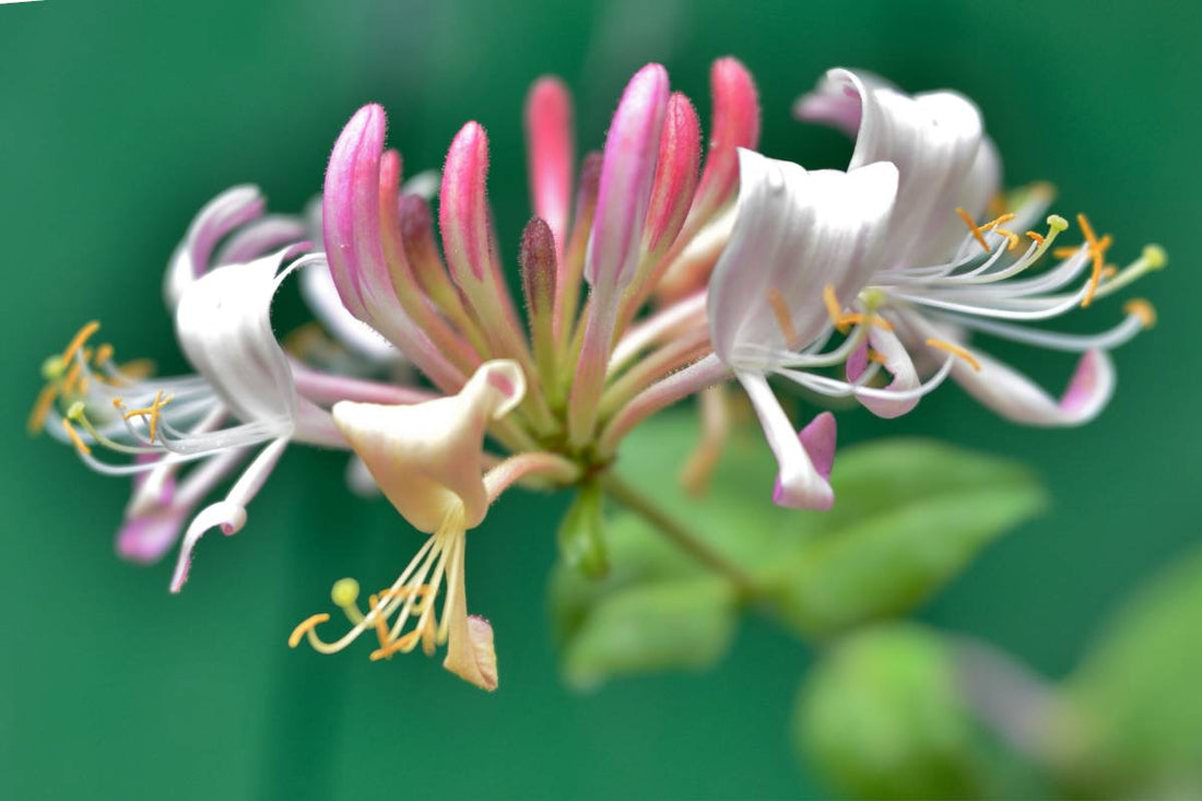 Honeysuckle, simbolo di bellezza e dolcezza